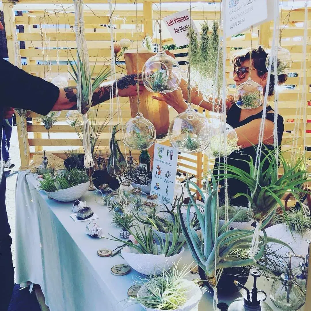 Till Air Plant